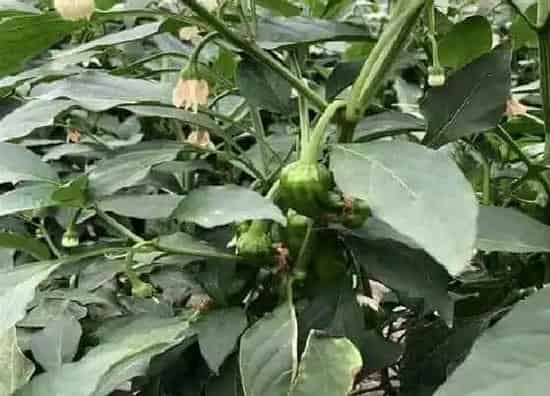 植物病害|为什么辣椒开花开一个掉一个 辣椒开花总是掉是什么原因