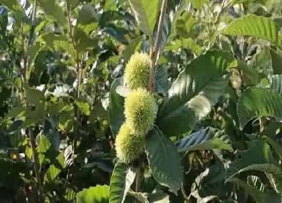 植物施肥|板栗树用什么肥料最好