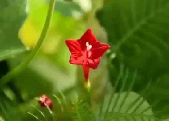 植物种类|五星花是多年生植物吗