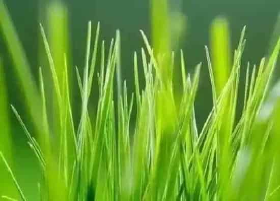 种植管理|麦子几月份种合适