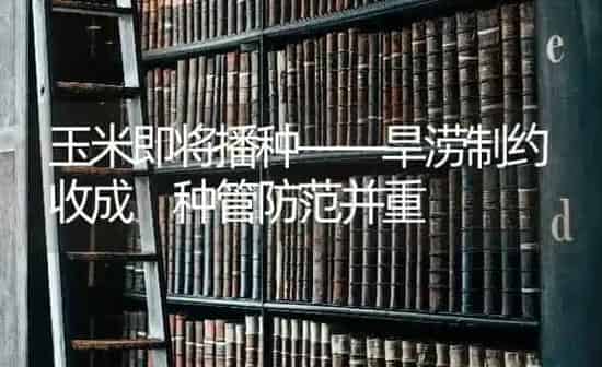 玉米即将播种——旱涝制约收成 种管防范并重 | 粮油作物种植