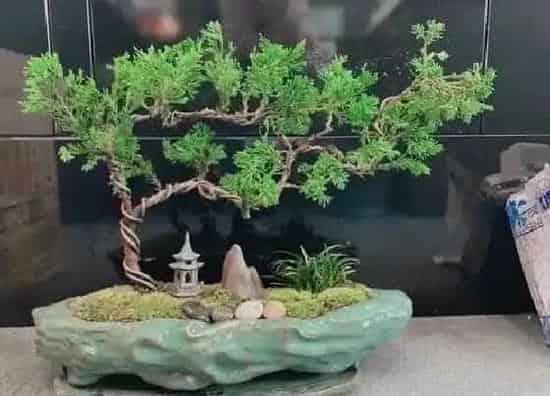 植物百科|松柏开花吗 开花什么样子