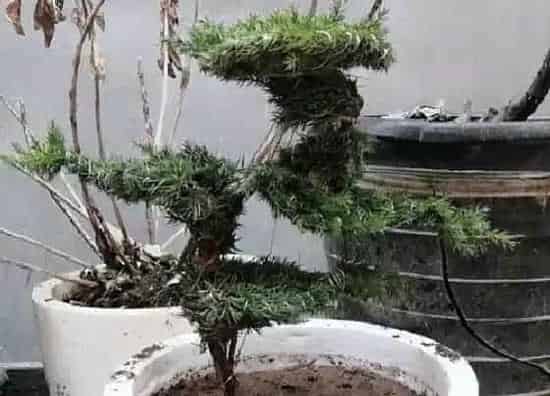 植物百科|松柏开花吗 开花什么样子