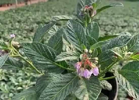 植物浇水|果树开花时能浇水吗