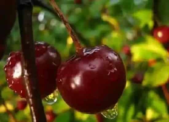 种植百科|湖南可以种樱桃吗