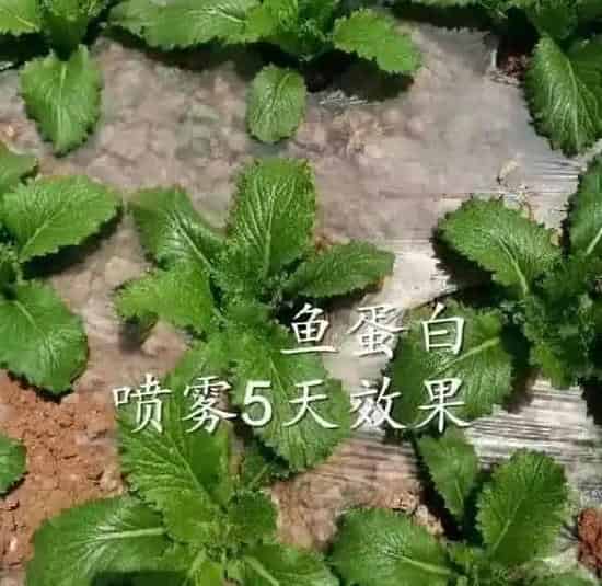 植物百科|鱼蛋白对植物的作用