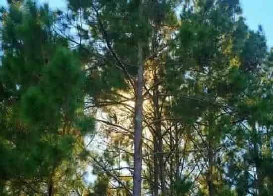 植物百科|松柏开花吗 开花什么样子