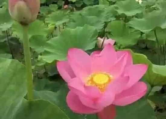 种植土壤|黏质土适合种植什么植物 适宜在黏质土中生长的植物