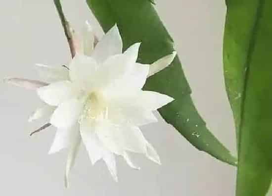 养殖科普|昙花喜阴还是喜阳光的植物