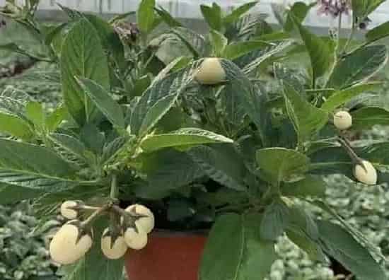 植物浇水|果树开花时能浇水吗