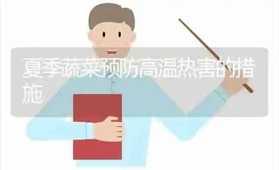 夏季蔬菜预防高温热害的措施 | 蔬菜种植