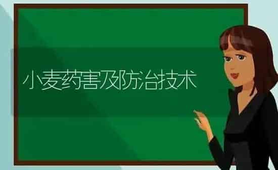 草菇栽培管理新技术 | 食用菌种植