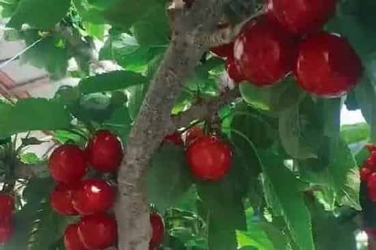 植物百科|樱桃和车厘子一样吗 是同一种东西吗[区别]
