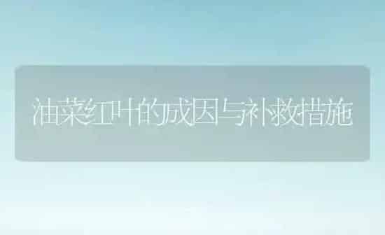 油菜红叶的成因与补救措施 | 粮油作物种植