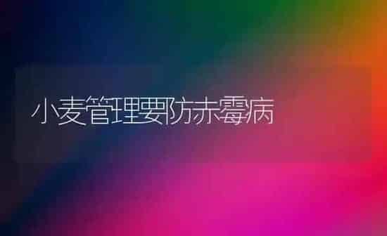 小麦管理要防赤霉病 | 粮油作物种植