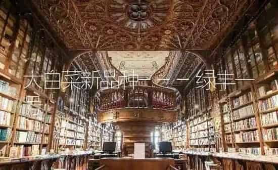 大白菜新品种---绿丰一号 | 蔬菜种植