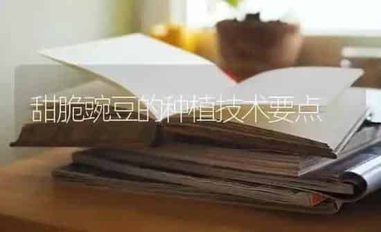 甜脆豌豆的种植技术要点 | 植物种植百科