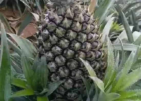 果实科普|菠萝一年四季都有吗 上市季节是哪几个月