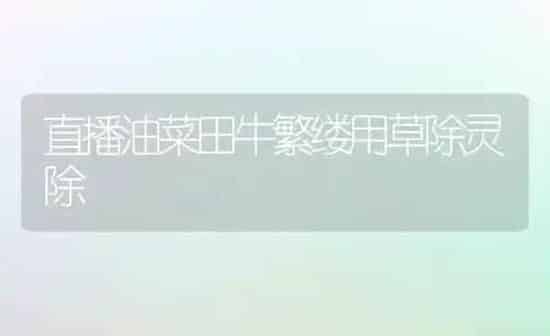 直播油菜田牛繁缕用草除灵除 | 粮油作物种植