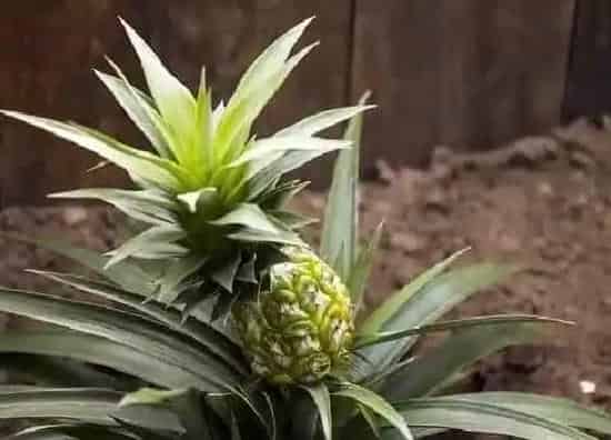 果实科普|菠萝一年四季都有吗 上市季节是哪几个月