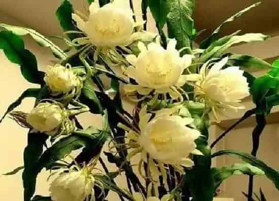 养殖科普|昙花喜阴还是喜阳光的植物