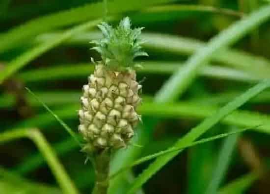 果实科普|菠萝一年四季都有吗 上市季节是哪几个月
