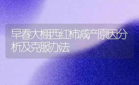 早春大棚西红柿减产原因分析及克服办法 | 蔬菜种植