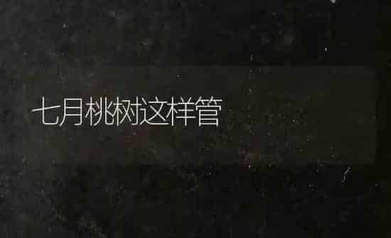 七月桃树这样管 | 瓜果种植