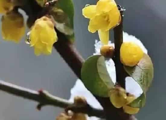 植物播种|腊梅花种子怎么种植