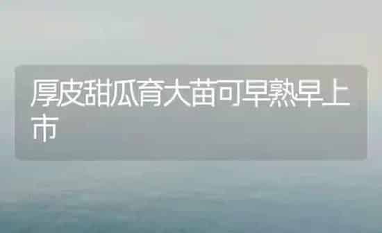 厚皮甜瓜育大苗可早熟早上市 | 瓜果种植
