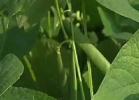 植物播种|饭豆什么时候播种合适