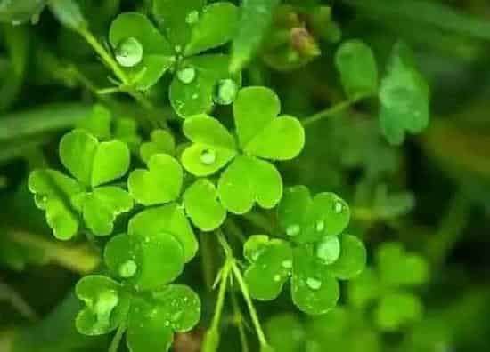 植物百科|三叶草又叫什么名字
