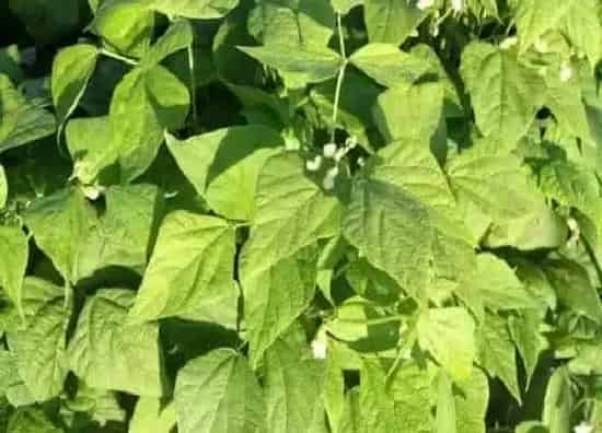植物播种|饭豆什么时候播种合适