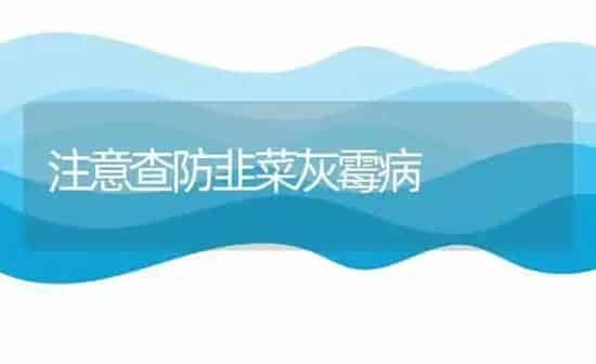 注意查防韭菜灰霉病 | 蔬菜种植