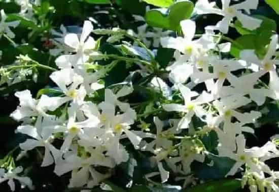 植物扦插|络石藤可以扦插吗（花叶络石藤嫩枝繁殖多久生根成活）