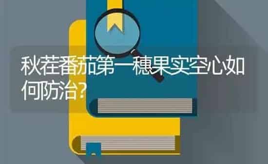 秋茬番茄第一穗果实空心如何防治？ | 瓜果种植