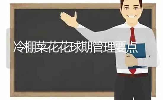 冷棚菜花花球期管理要点 | 蔬菜种植