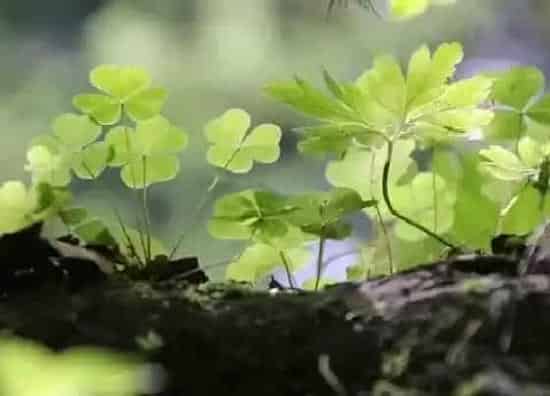 植物百科|三叶草又叫什么名字