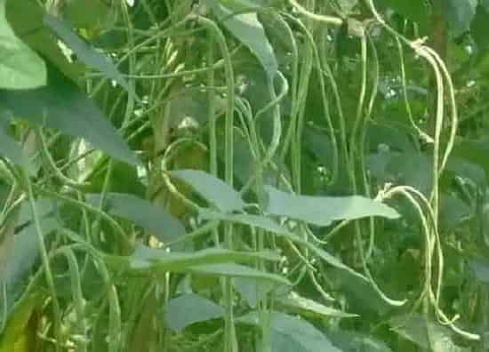 植物播种|饭豆什么时候播种合适