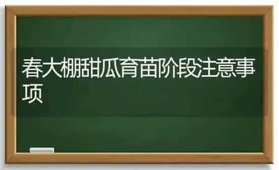 春大棚甜瓜育苗阶段注意事项 | 瓜果种植