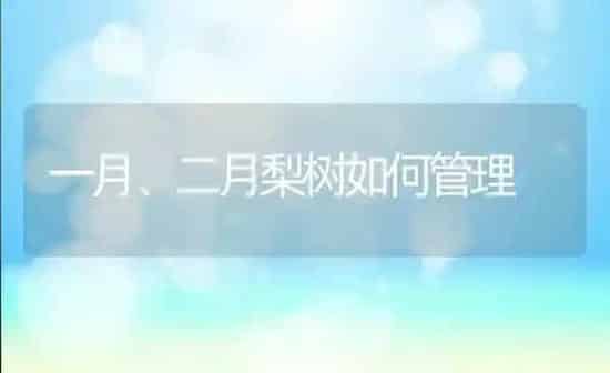一月、二月梨树如何管理 | 瓜果种植