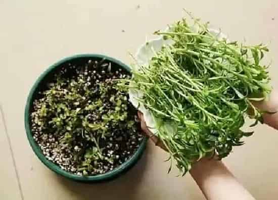 养殖科普|养心菜喜阴还是喜阳
