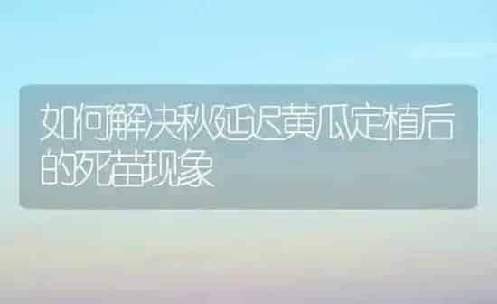 如何解决秋延迟黄瓜定植后的死苗现象 | 蔬菜种植