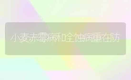 小麦赤霉病和全蚀病重在防 | 粮油作物种植