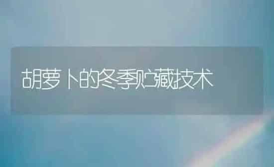 胡萝卜的冬季贮藏技术 | 蔬菜种植