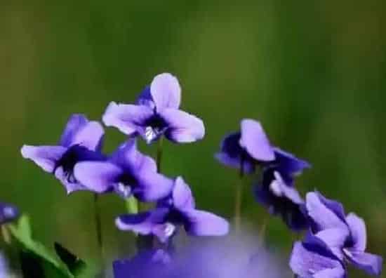 植物百科|华兜草又叫什么名称