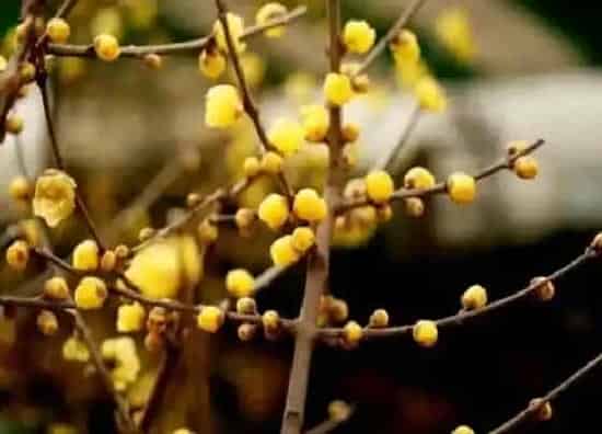 植物播种|腊梅花种子怎么种植