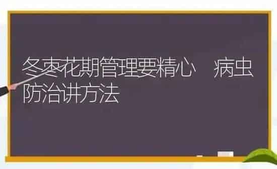 冬枣花期管理要精心 病虫防治讲方法 | 瓜果种植