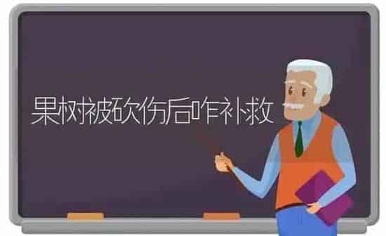 果树被砍伤后咋补救 | 瓜果种植