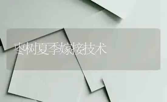 枣树夏季嫁接技术 | 瓜果种植